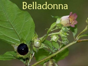 beladonna narcolikvidator 300x225 Токсикомания – злоупотребление холинолитическими препаратами